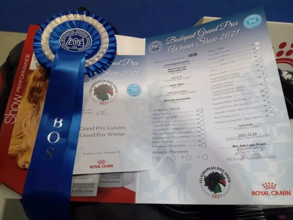 Budapest Europa dog show 2021 Uszkár