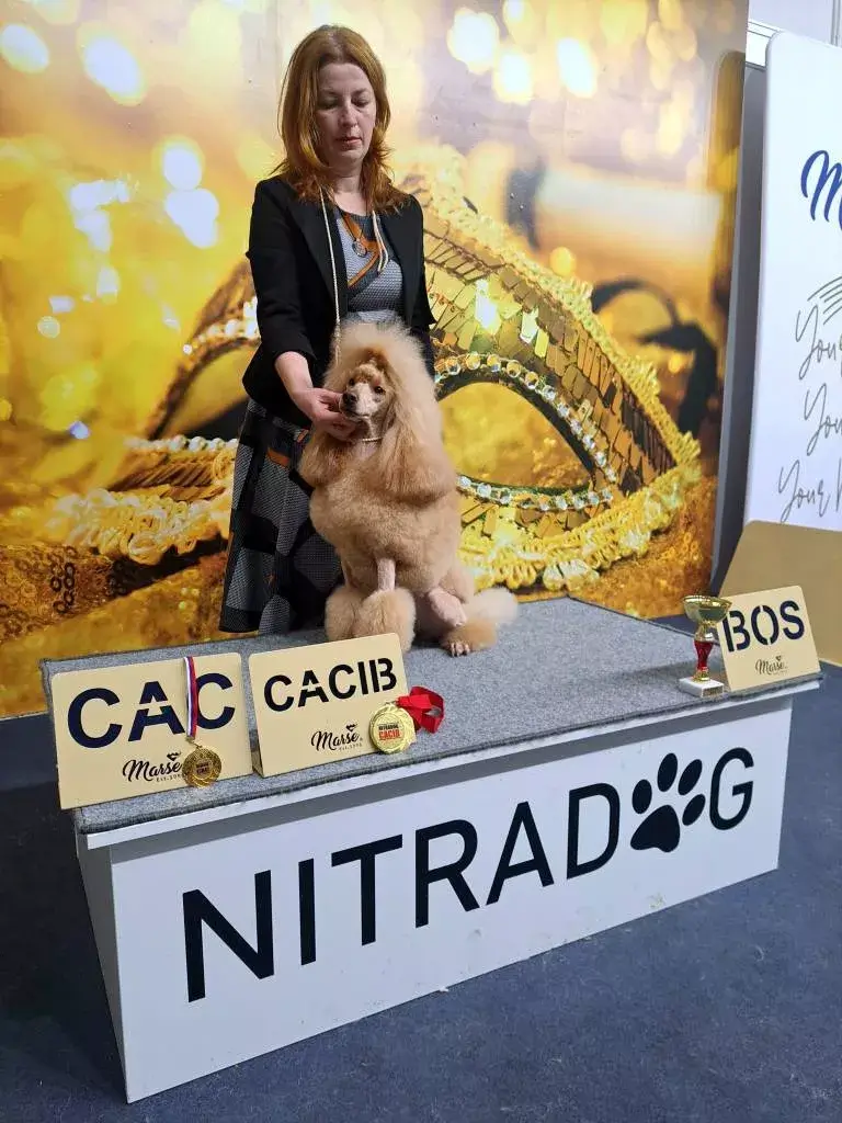 Nitra Dog Show 2023 Uszkár 2
