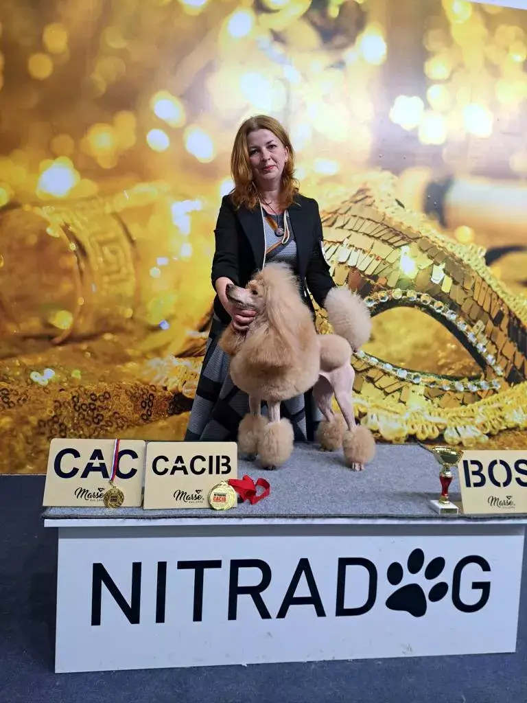 Nitra Dog Show 2023 Uszkár 1