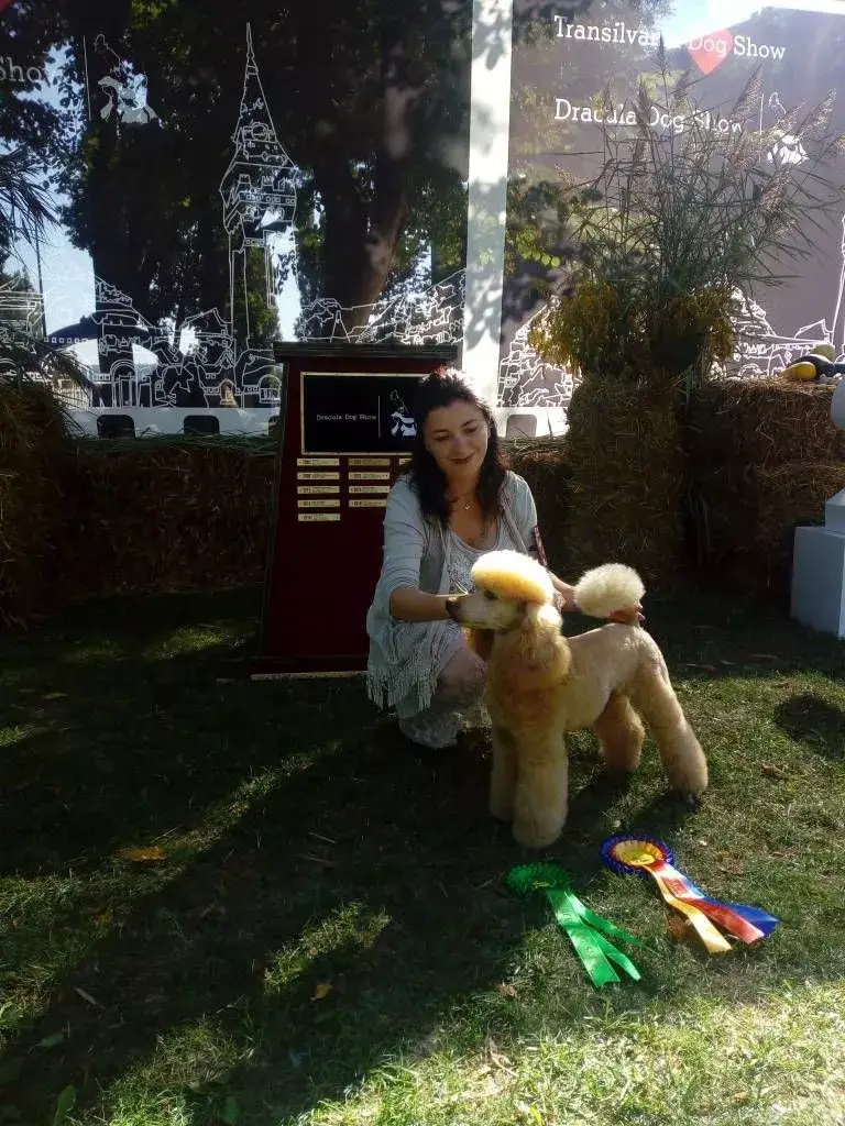 Targu Mures Dracula Dog Show Poodle 1