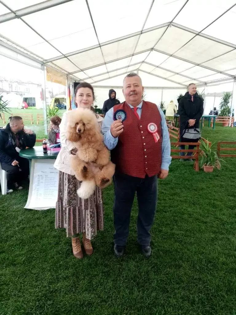 Satu Mare Dog Show 2022 Pudel 2