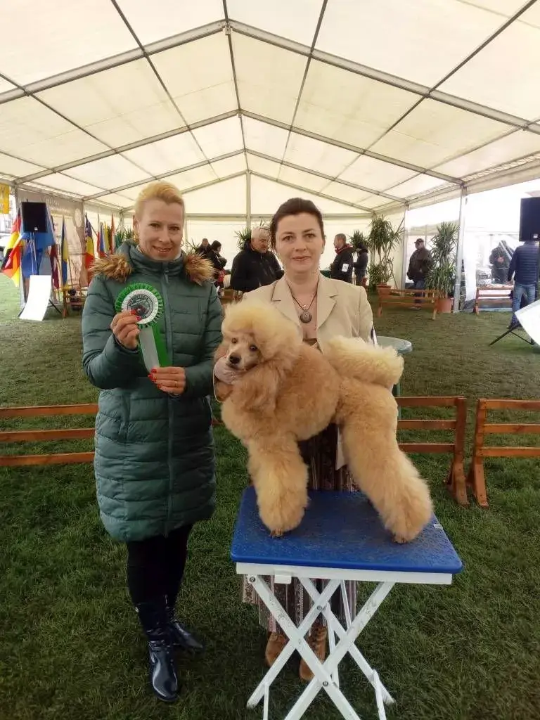 Satu Mare Dog Show 2022 Pudel 1