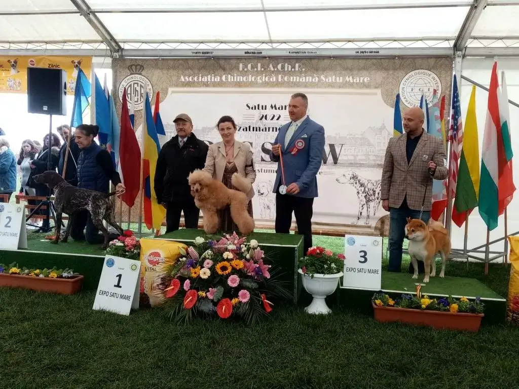 Satu Mare Dog Show 2022 Pudel