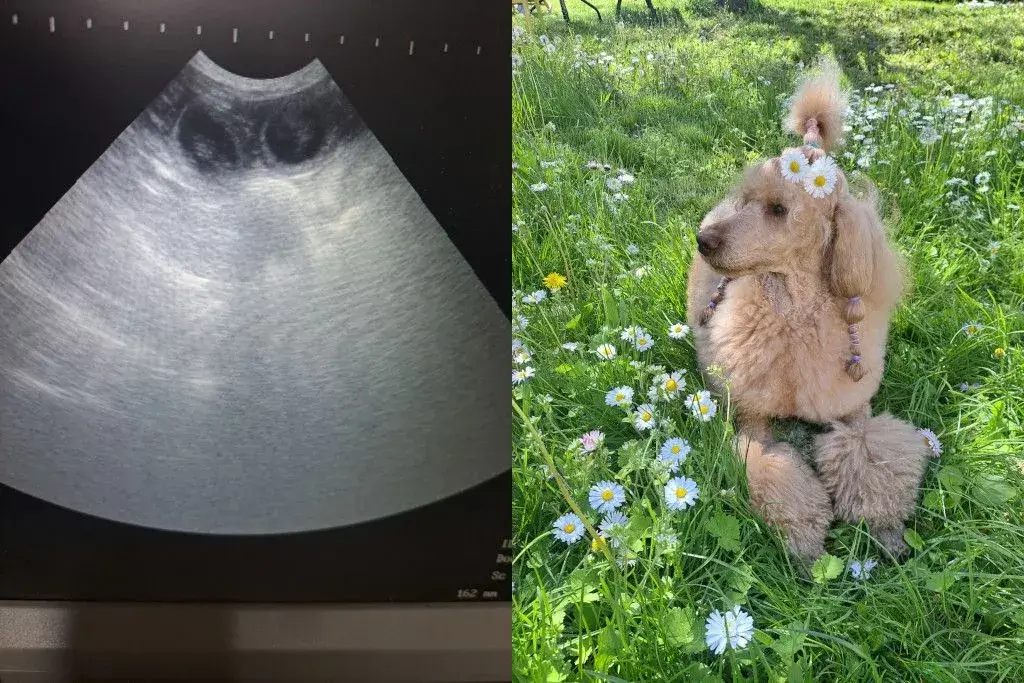 Ultrahang Uszkár